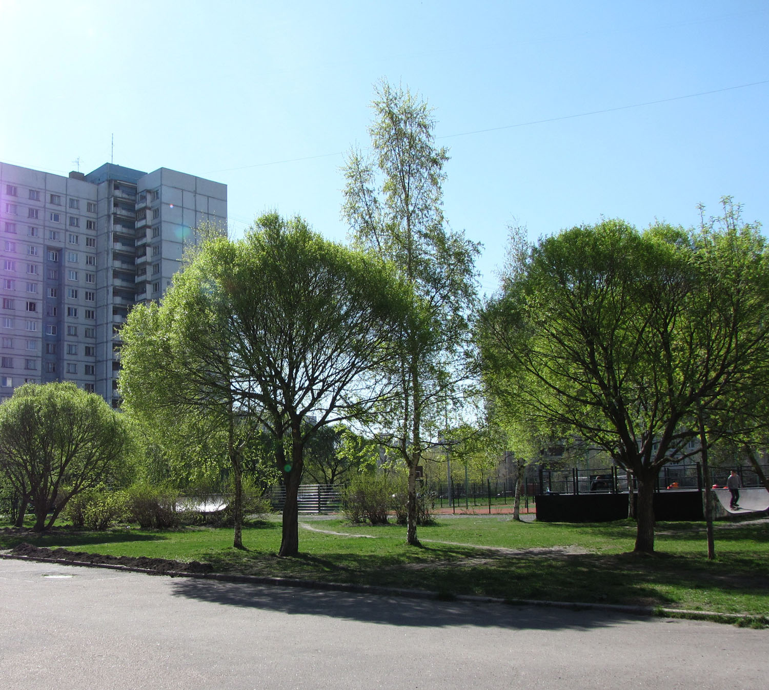 Жизнь деревьев в городе. Зеленые насаждения в городе. Городские деревья. Деревья в городе. Улица с деревьями.